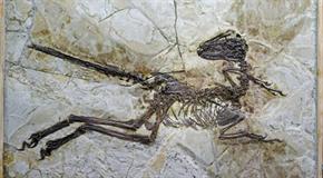 Steve Brusatte / University of Edinburgh via AP