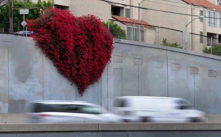 Heart shaped flower artist