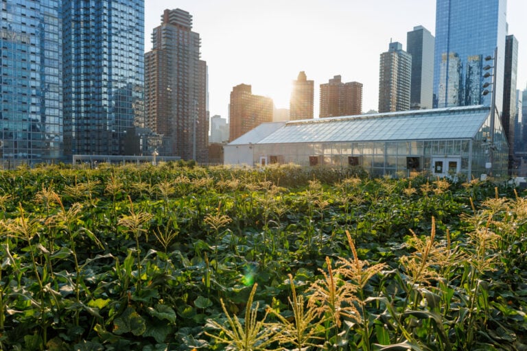Javits Farm